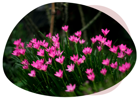 Fleurs roses